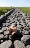 young-beautiful-nude-woman-posing-stone-breakwater-naked-brunette-enjoying-nature_173948-4366.jpg