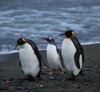 Penguins_walking_-Moltke_Harbour,_South_Georgia,_British_overseas_territory,_UK-8.jpg