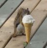 squirrelicecream.jpg