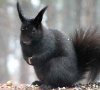 black-squirrel-with-tufts.jpeg