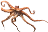 Octopus_at_Kelly_Tarlton1200.png