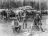 Meal_break_for_teamsters_and_horses_from_The_Powerhouse_Museum_Collection.jpg