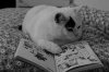 cats_reading_books_8.jpg