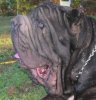 neapolitan mastiff.jpg