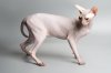 Sphynx-Standing.jpg