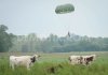 1370820573-five-injured-in-dday-parachute-jump-in-la-fierte_2137892.jpg