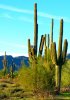 Saguaro_Cactus_(3208037025).jpg