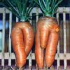 carrot-man-and-woman.jpg