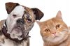 cutcaster-901693506-dog-and-cat-small.jpg