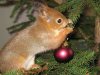 adopted-wild-red-squirrel-baby-arttu-finland-13.jpg