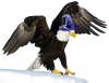 eagle.png