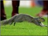 Row-3-No-2-Highbury-Squirrel-media-photo-action-shot.jpg