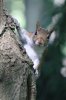 Young-squirrel-looking-around-tree.jpg