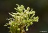 Electrified-cats-tail-moss-rhytidiadelphus-triquetrus.jpg