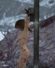 Josephine - Crucified girl in Andaroos 002.jpg