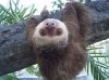 Sloth.jpg