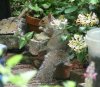 Honeysuckle-with-squirrel.jpg