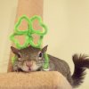 Squirrelcloverheaddress.jpg