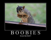 boobies-squirrel.png