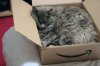 cat-sleeping-in-a-box.jpg