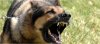 aggressive_dog-smi74i.jpg