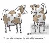 animals-nonsense-udder-cow-cattle-cow_farm-cwln2843_low.jpg