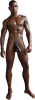 male-standing036.png