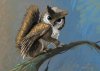 squirrel_owl_griffin_concept_by_csgirl-d7jbnrg.jpg