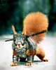 red squirrel champion.jpg