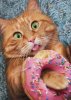 cd10713-cat-eating-donut-birthday-card.jpg