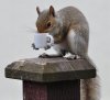 squirrelcoffee.jpg