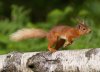 Red-Squirrel-running-credit-to-Mike-Snell.jpg