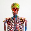 Colourful Skeleton.jpg