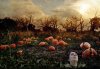 haunted_pumpkin_patch_solstock.jpg