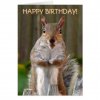 cute_squirrel_happy_birthday_card-rc1f8ab71038544b5a087d7a73094b7a1_xvuat_8byvr_540.jpg