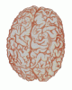 brain2.gif