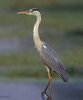 heron-grey-420x510.jpg