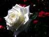 White-Rose-HD-Wallpapers-13.jpg