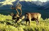 220px-Caribou.jpg