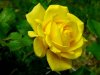 beautiful_yellow_rose_05.jpg