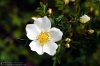 rose-flower-rosa-spinosissima-1888.jpg