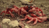 cannibal crabs.gif