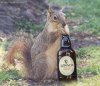 squirrel_drinking_guiness.jpg