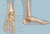 bones of the foot01.jpg