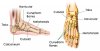 bones of the foot02.jpg