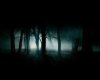 dark-forest-35836-240944.jpg