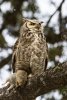 69227010-this-juvenile-great-horned-owl-hunted-down-a-ground-squirrel-and-brought-it-back-up-t...jpg