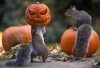 2_CATERS_PUMPKIN_SQUIRREL_05.jpg