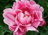 peony_flower.jpg