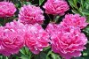 Peony_DrAlex_Fleming-605x401.jpg